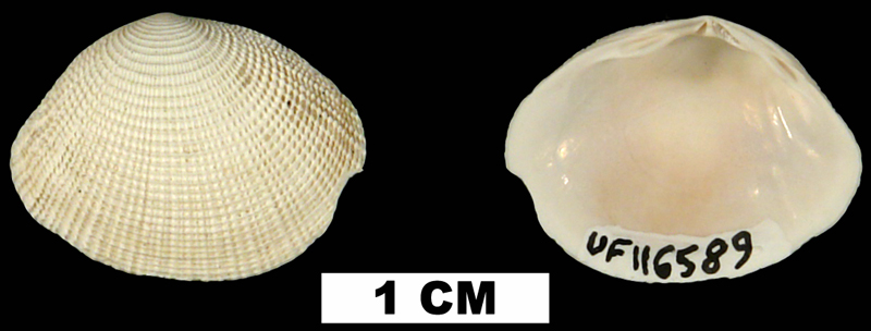 Semele bellastriata from the Early Pleistocene Caloosahatchee Fm. of Okeechobee County, Florida (UF 116589).
