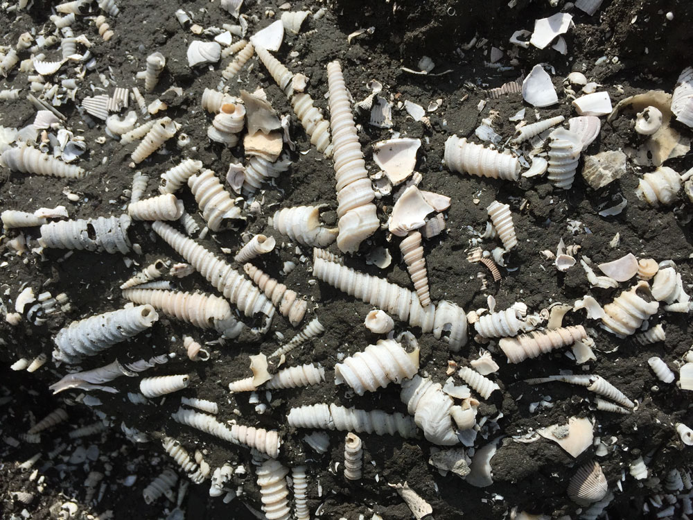 Assemblage of fossil Turritella snail shells from the Miocene Gatun Formation of Panama.