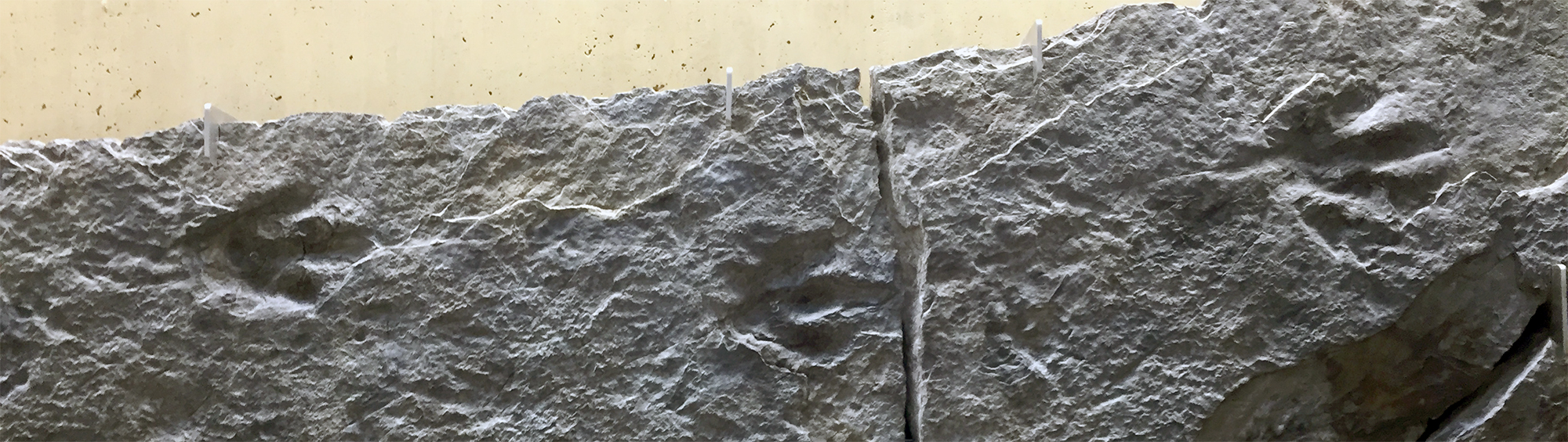 Jurassic-aged dinosaur footprints on display in Snee Hall on the Cornell University camps. These were collected from Connecticut or Massachusetts.