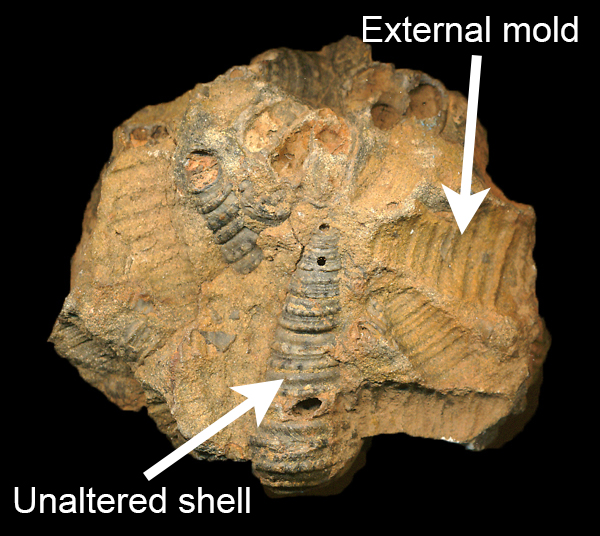 Specimen showing unaltered snail shell remains, as well as external molds.