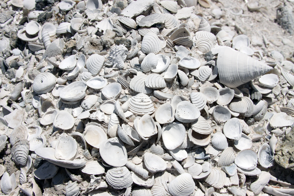 Pliocene-aged fossil mollusk shells exposed by quarrying activity in southern Florida.