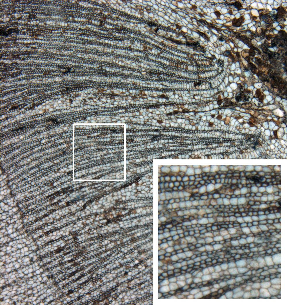 A permineralized plant stem (the cycad Antarcticycas) from the Triassic of Antarctica; inset demonstrates preservation of cellular-level detail. Image provided by the Division of Paleobotany at the University of Kansas Biodiversity Institute and Natural History Museum.