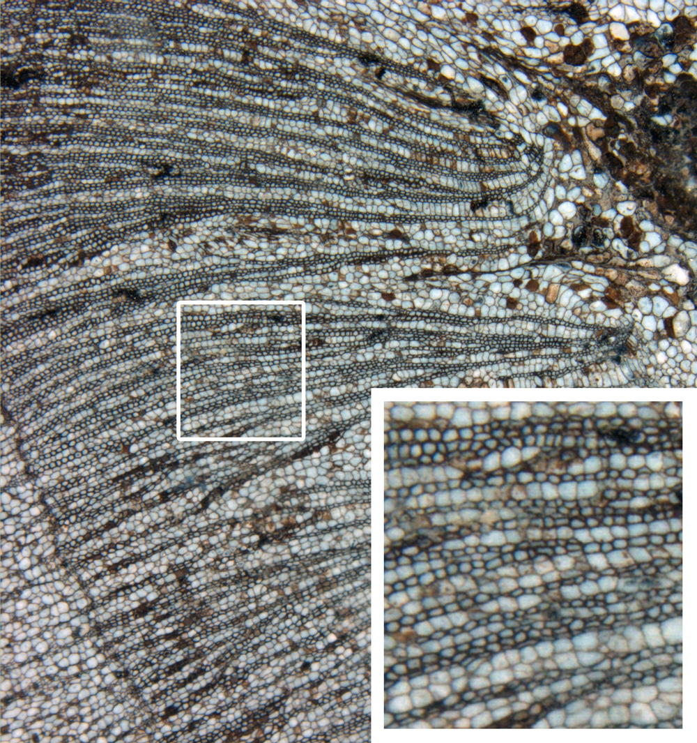 A permineralized plant stem (the cycad Antarcticycas) from the Triassic of Antarctica; inset demonstrates preservation of cellular-level detail. Image provided by the Division of Paleobotany at the University of Kansas Biodiversity Institute and Natural History Museum.