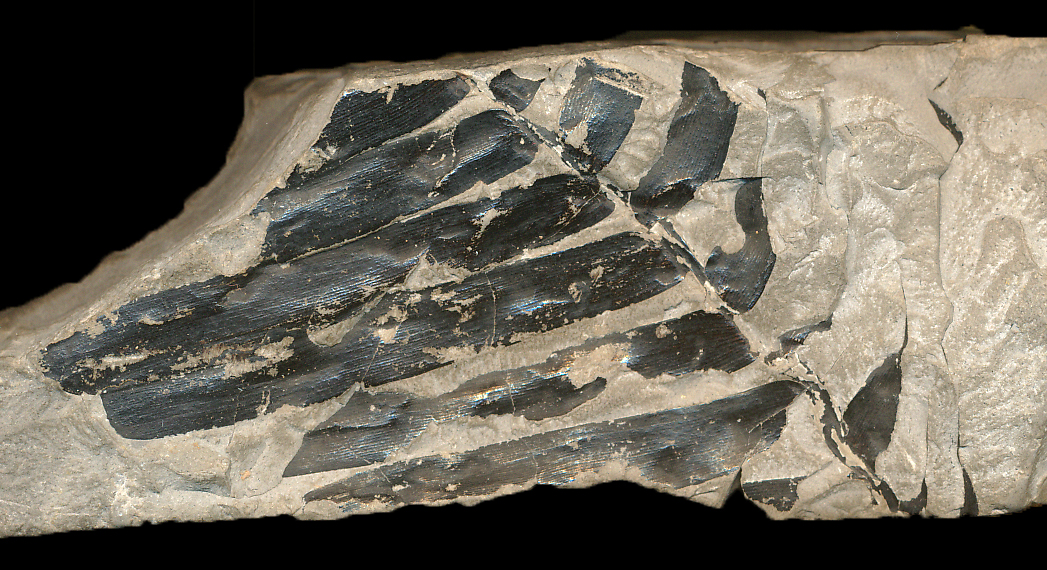 A carbonized plant leaf fossil.