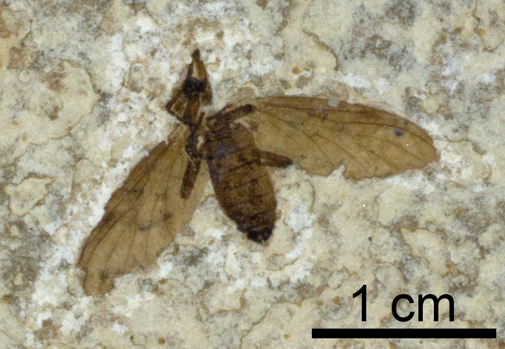 A fossil insect (Plecia pealei, a March fly) from the Eocene Green River Formation of Wyoming, preserved as a carbonization (collections of the Paleontological Research Institution).