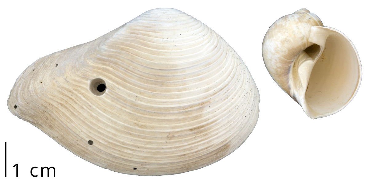 A clam shell (left) with a drill hole left by a predatory naticid snail (right)
