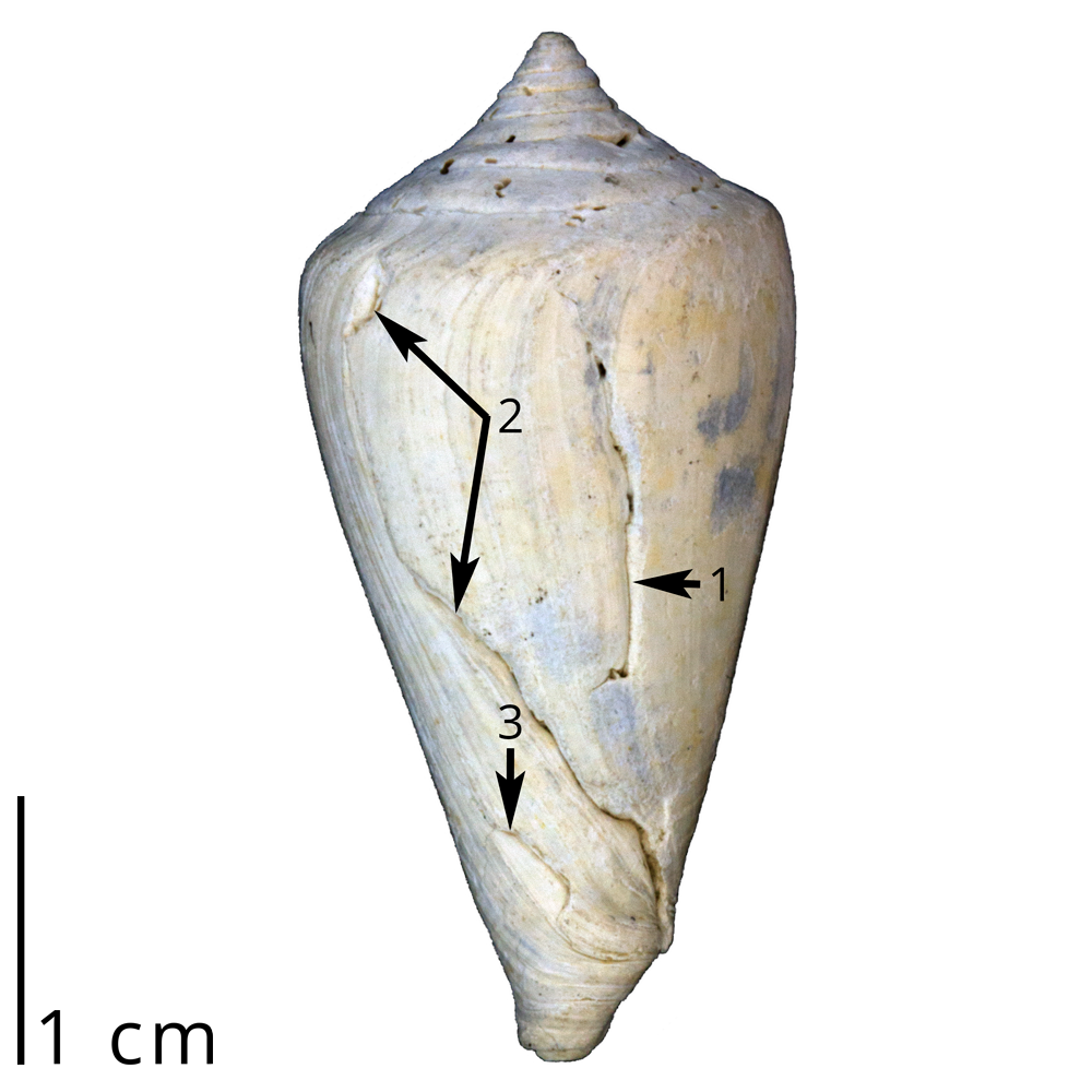 A fossil cone snail shell showing three different sets of scars left by failed predatory attacks by crabs. We know that the snail survived each attack because new shell was added after the break mark. Such feeding trace fossils are known as "repair scars." This shell is a specimen of Conus spurius and was collected from the Tamiami Formation (Pinecrest Beds) of Florida (PRI 70043).