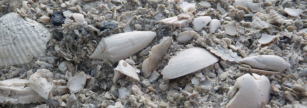 Early Pleistocene mollusk fossils from Florida.