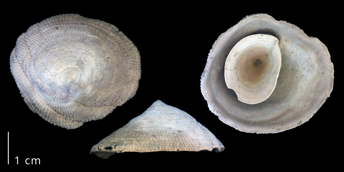 Photographs of a fossil specimen of Crucibulum auricula.