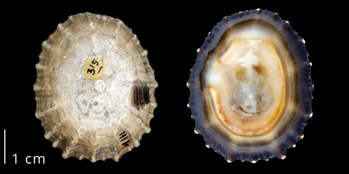 Photographs of a specimen of the false limpet Siphonaria gigas.