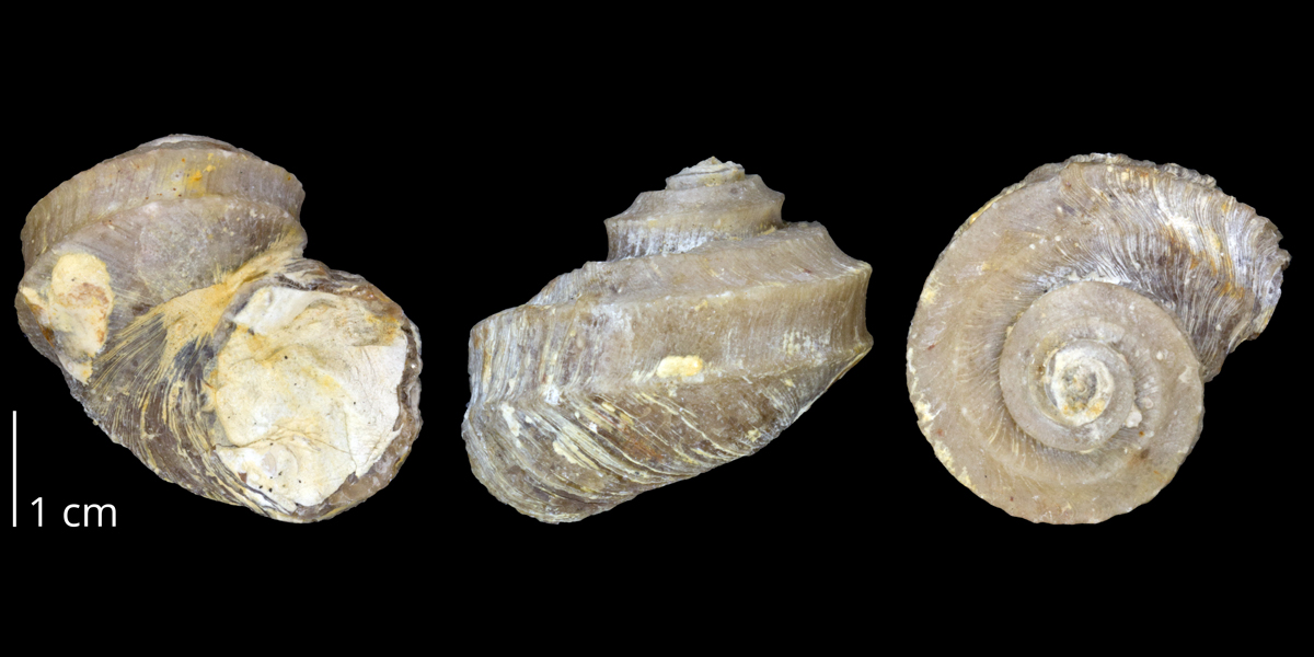 Photographs of a specimen of Trochonema becoitense.