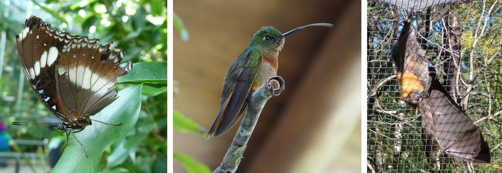 Composite image with pictures of a butterfly, hummingbird, and fruit bat.