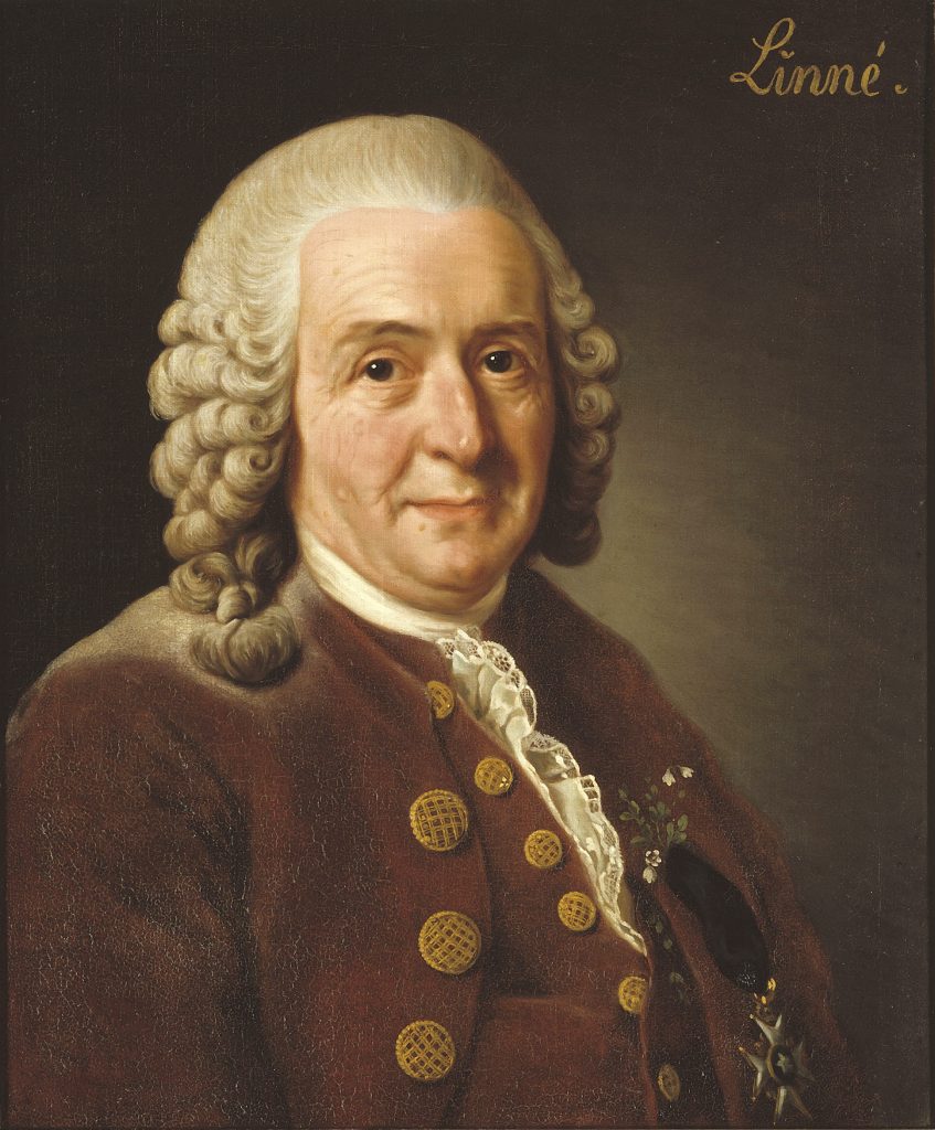 Portrait of Carl Linne (Linnaeus)