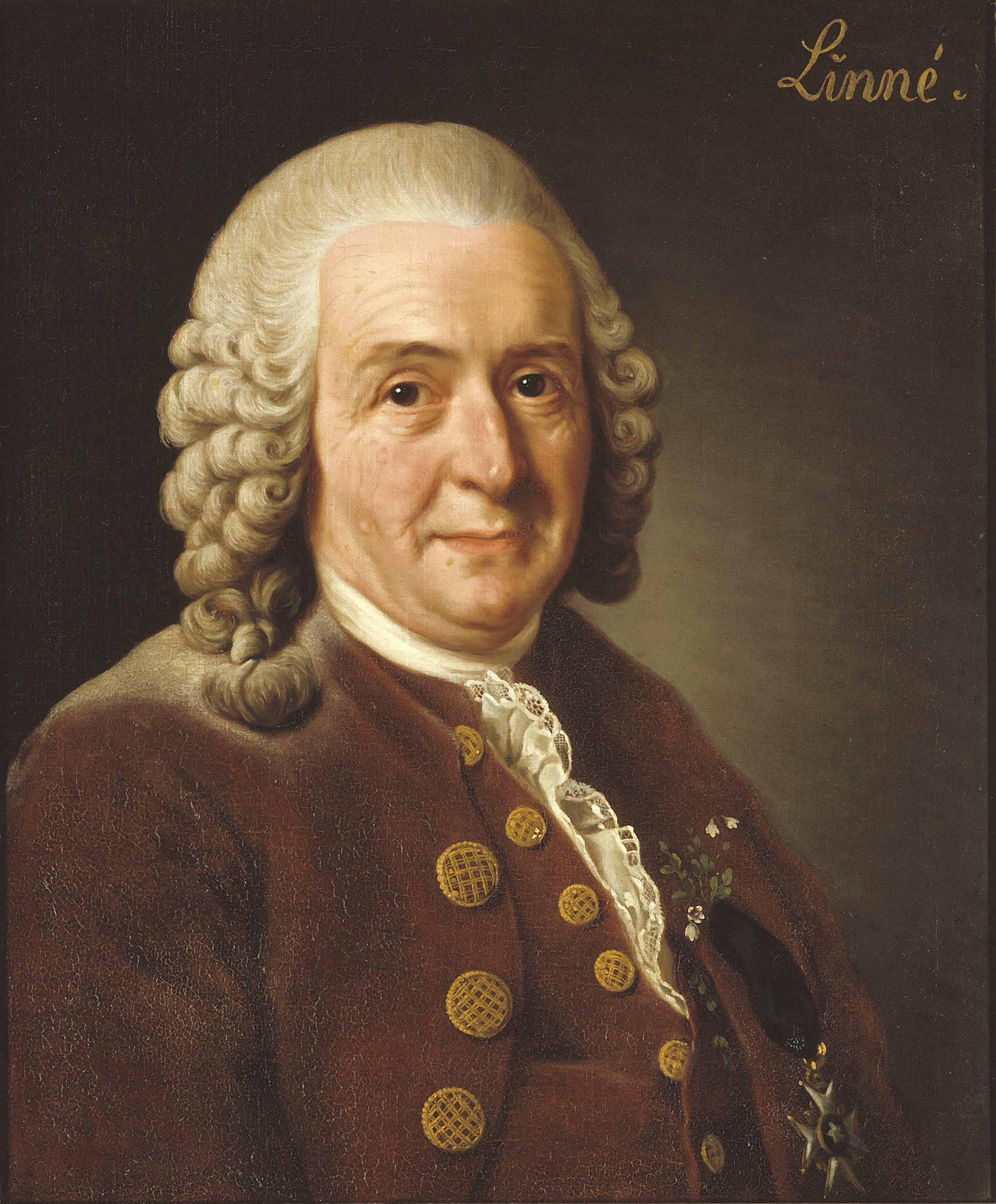 Portrait of Carl Linnaeus.