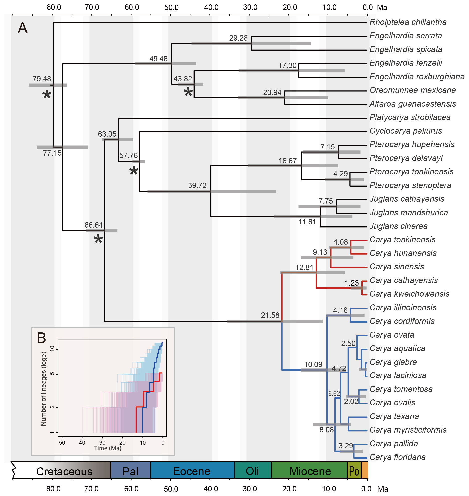 Image shows an example of a phylogenetic tree with branches scaled to depict time (a chronogram).