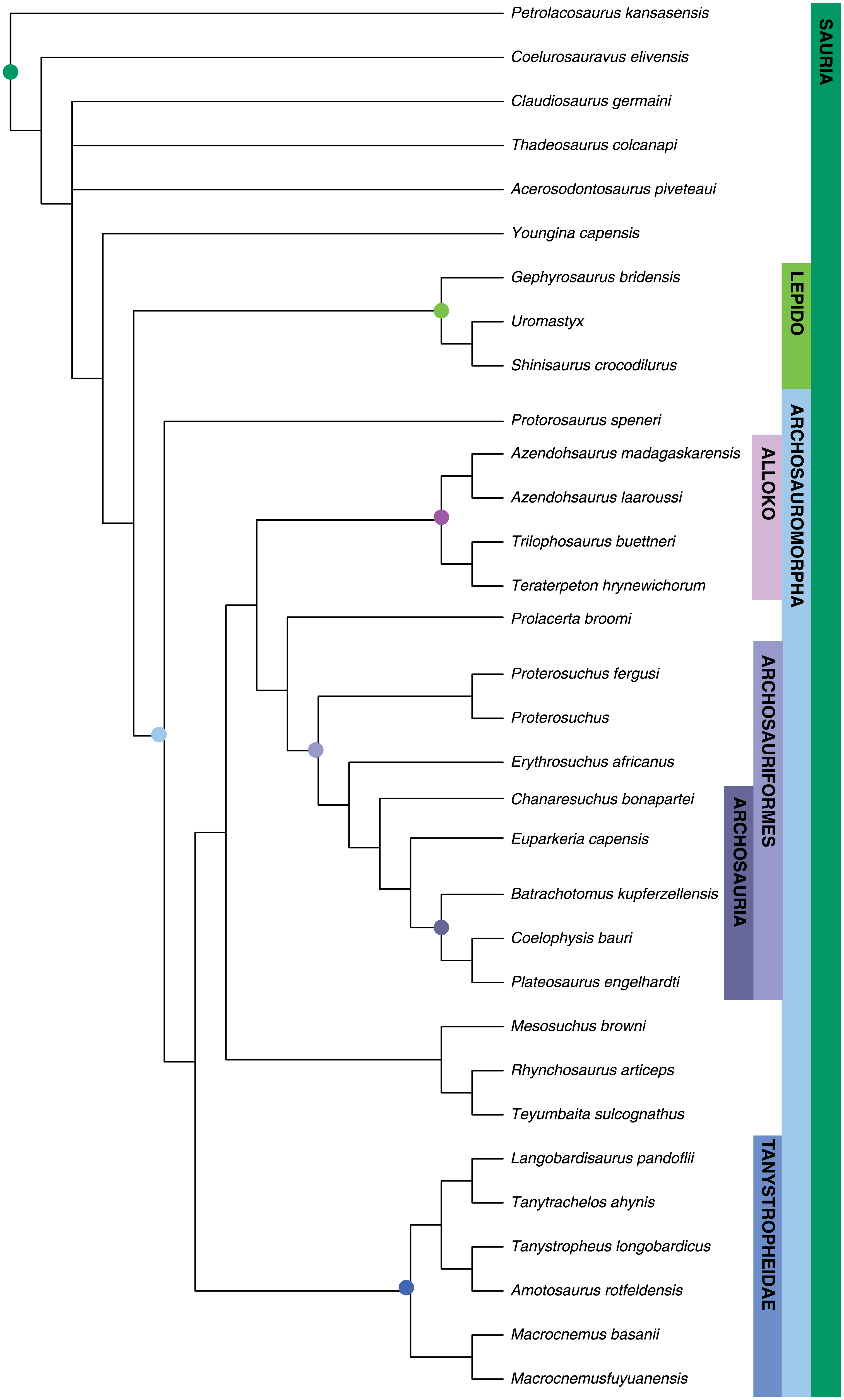 Image shows an example of a phylogenetic tree in which the branches are not scaled to time or evolutionary change.