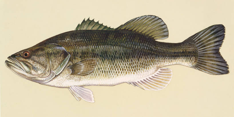 Painting of a largemouth bass.