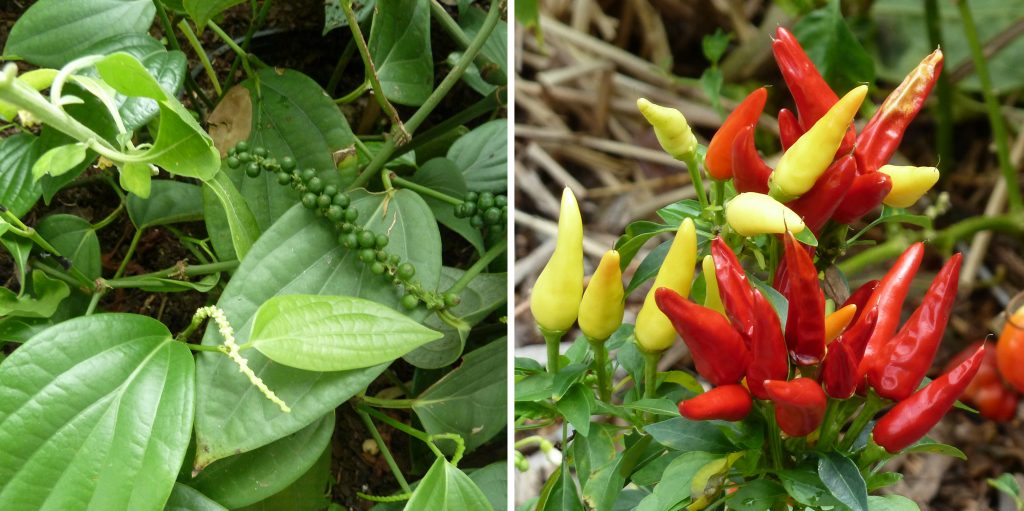 Image shows two types of peppers that are not related to one another. Piper nigrum is on the left, and Capsicum annuum is on the right.