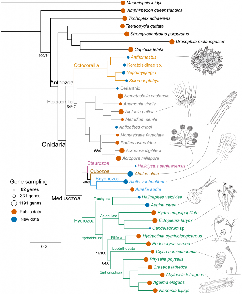 Example of a phylogram taken from Zapata et al. (2015)