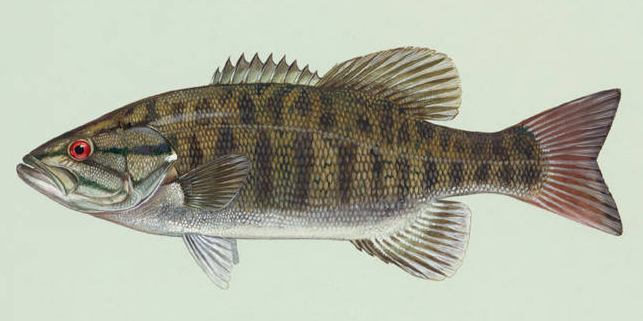 Painting of a smallmouth bass.