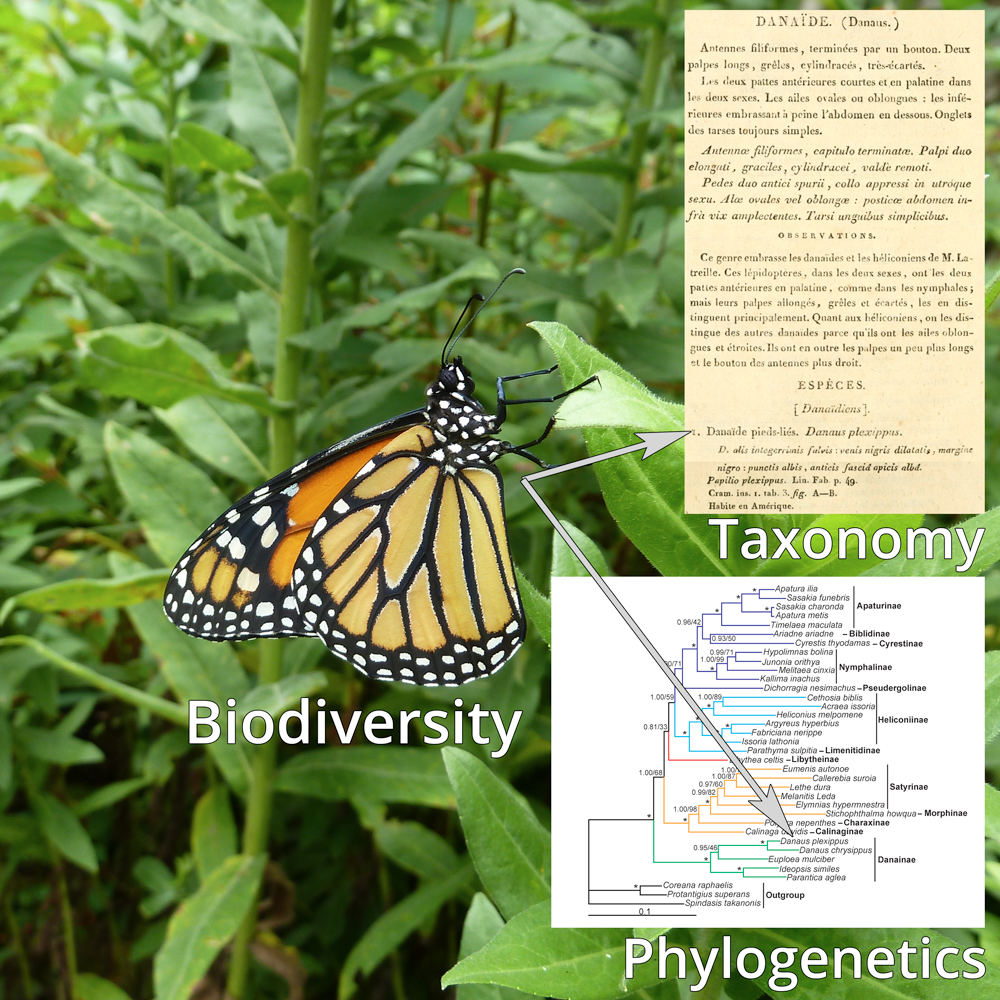 Photograph of a monarch butterfly, with inset images showing the original description of this species, as well as a molecular phylogenetic tree that shows the position of the species.