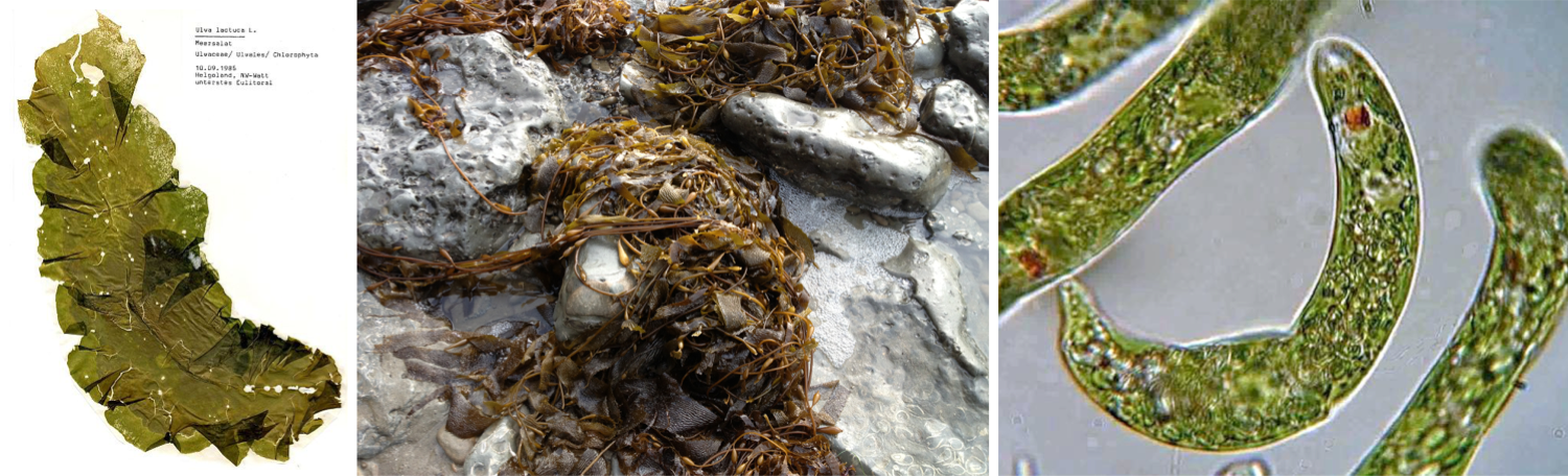 Three photographs of different kinds of "algae."