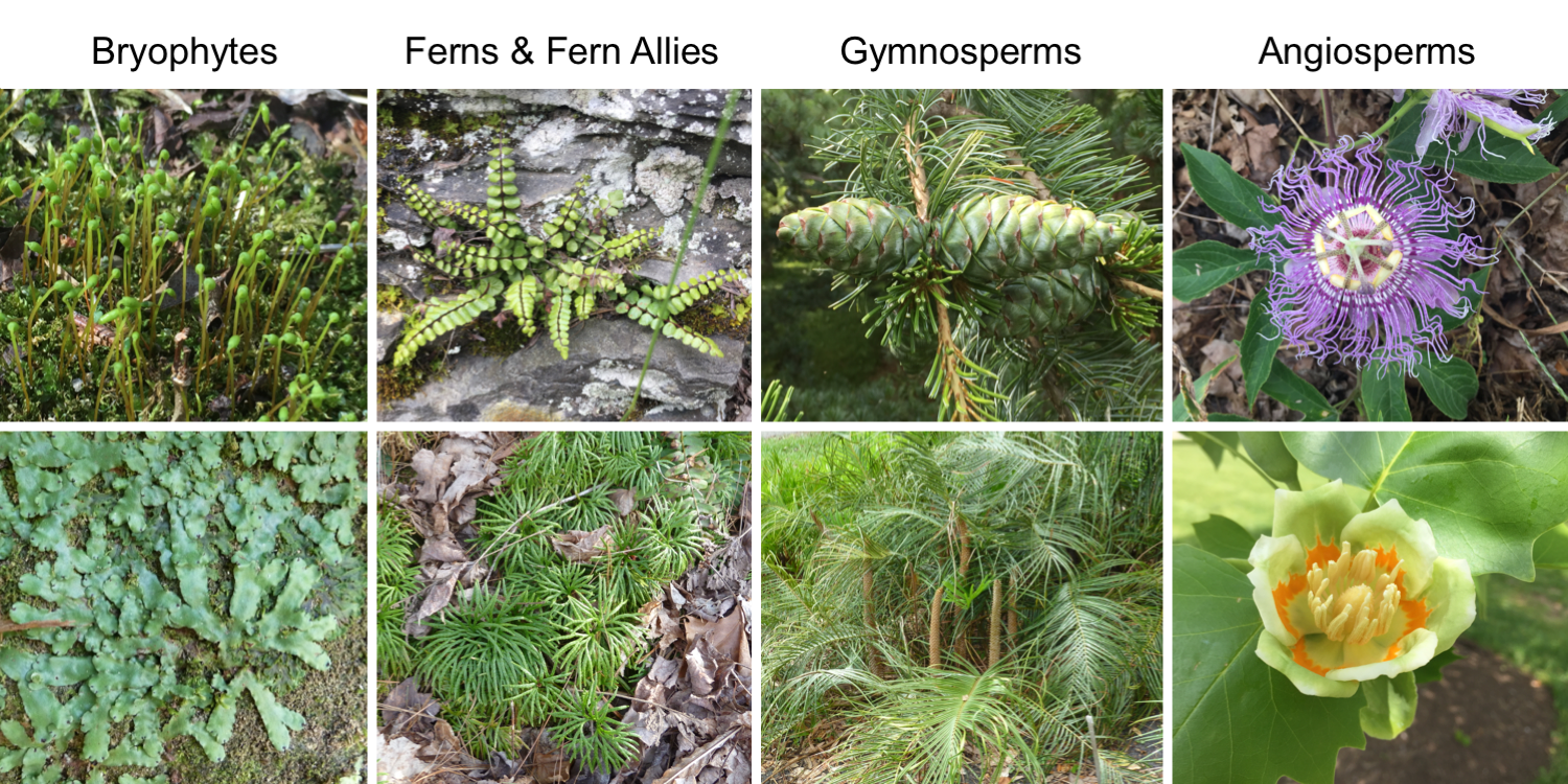 Image with eight photographs of living plants assigned to four different groups.
