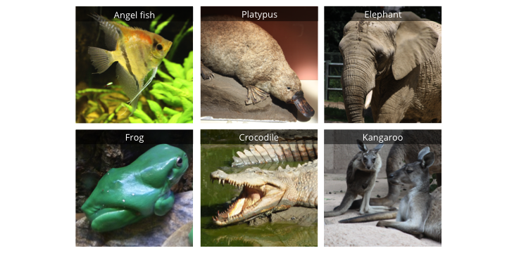 Fish is outgroup