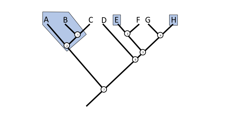 Polyphyletic groups