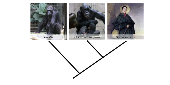 hominid phylogey