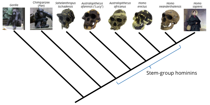 Phylogenetic tree of hominid species.