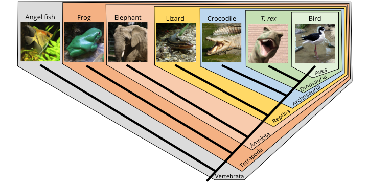 Phylogenetic tree