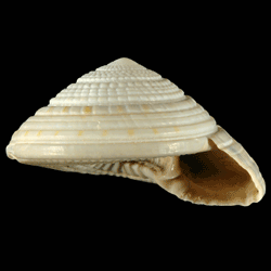 Architectonica nobilis