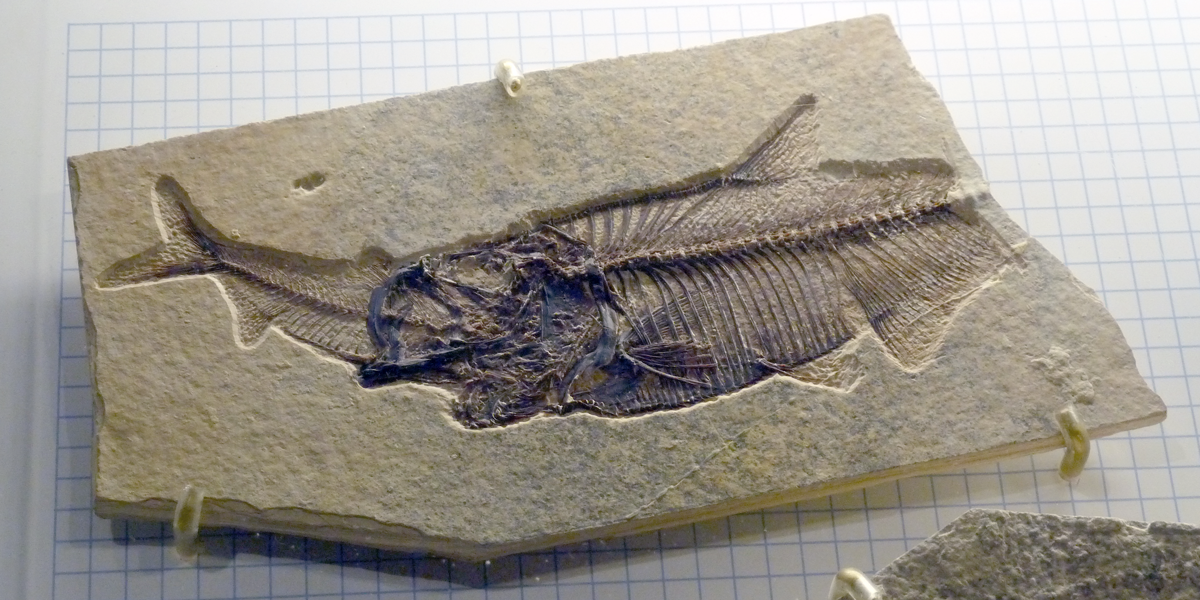 This specimen--from the Eocene Green River Formation--shows the fossilized skeleton of a larger fish (right) that apparently died while eating a smaller fish (left)