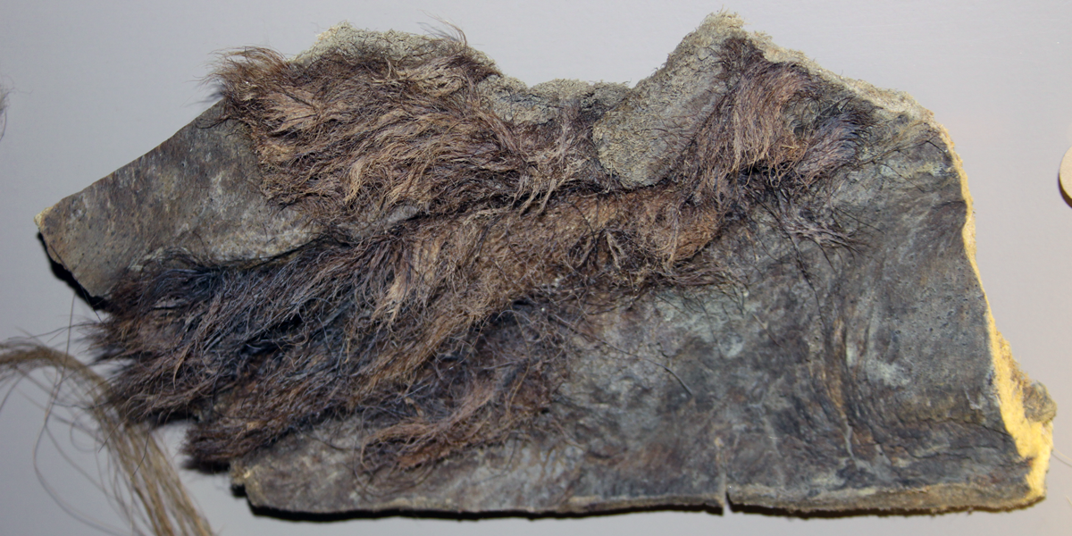 Hair collected from a frozen wooly mammoth specimen. Specimen is on display at the Naturhistorisches Museum Basel. 