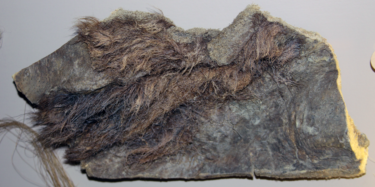Hair collected from a frozen wooly mammoth specimen. Specimen is on display at the Naturhistorisches Museum Basel.