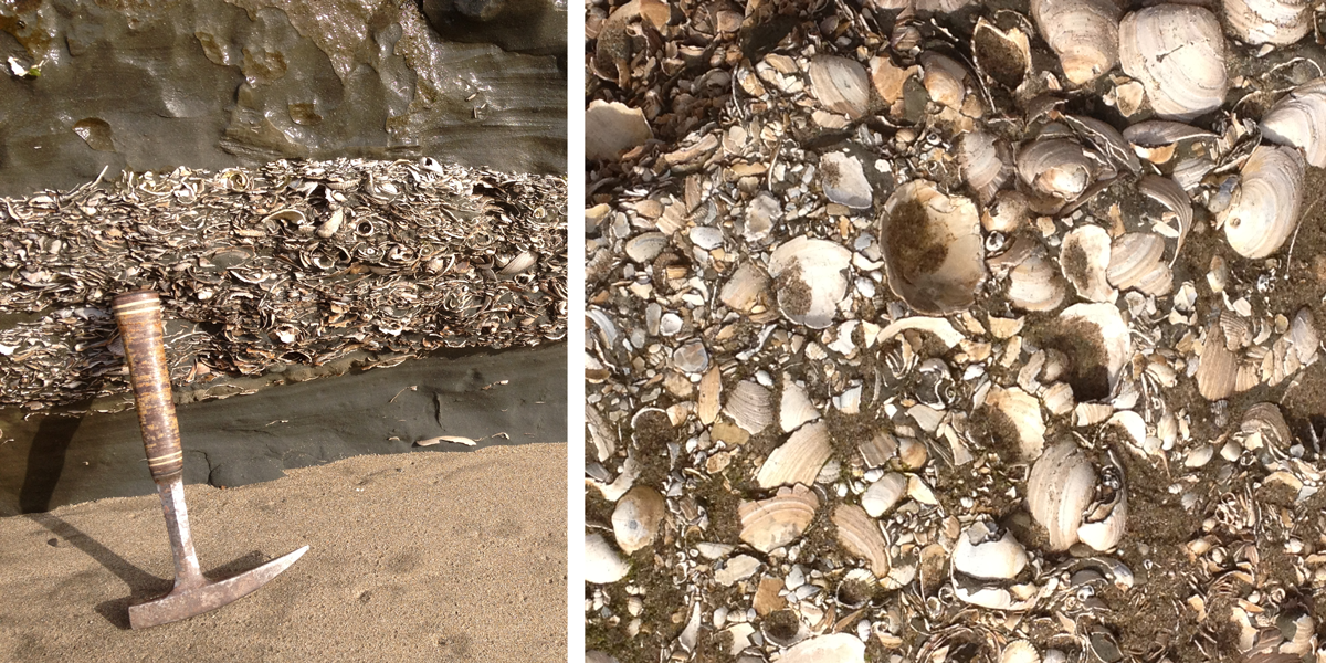 Fossil shell layer of the Purisima Formation exposed at Capitola Beach.