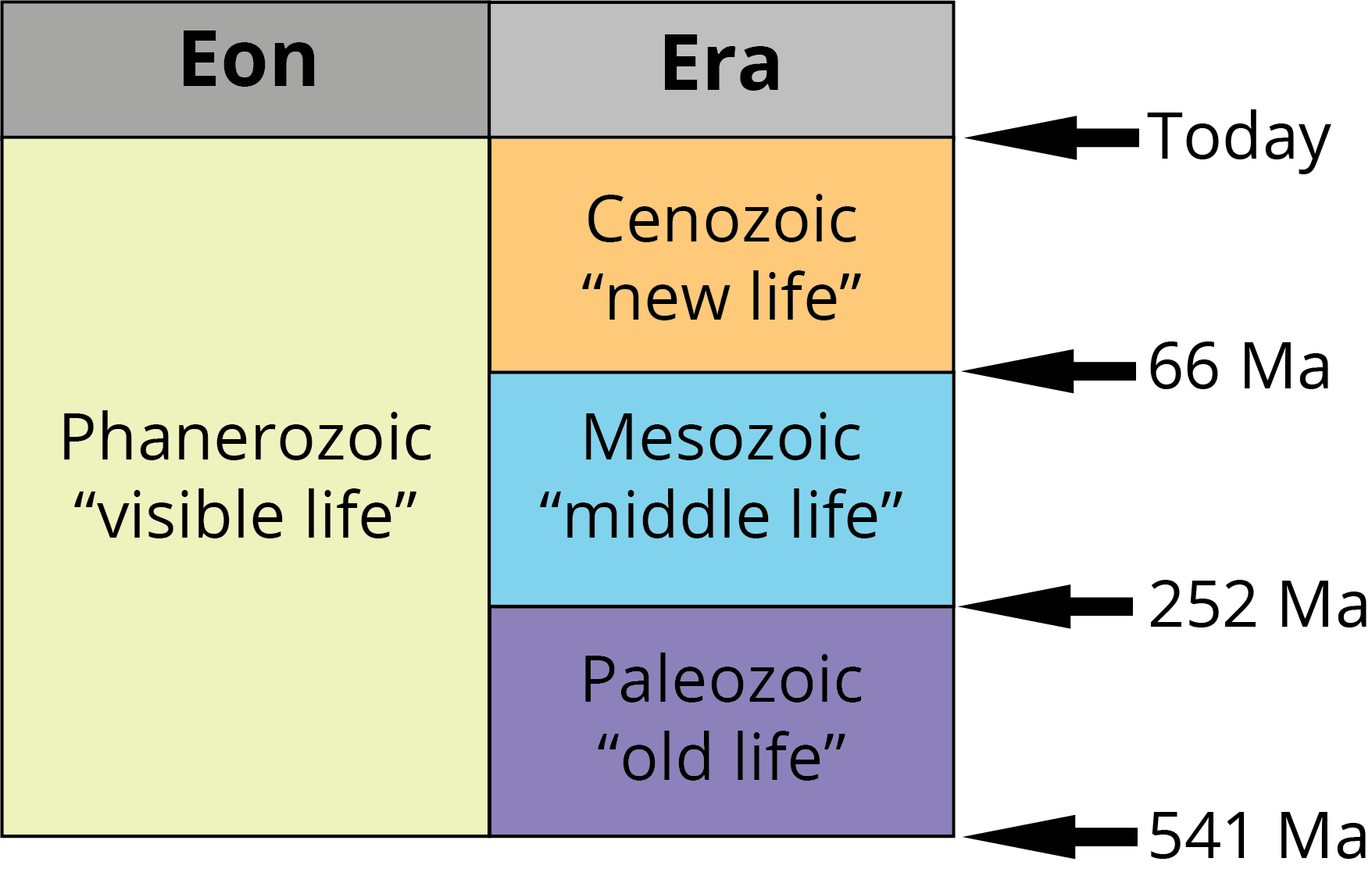 Eras of the Phanerozoic: Paleozoic, Mesozoic, Cenozoic