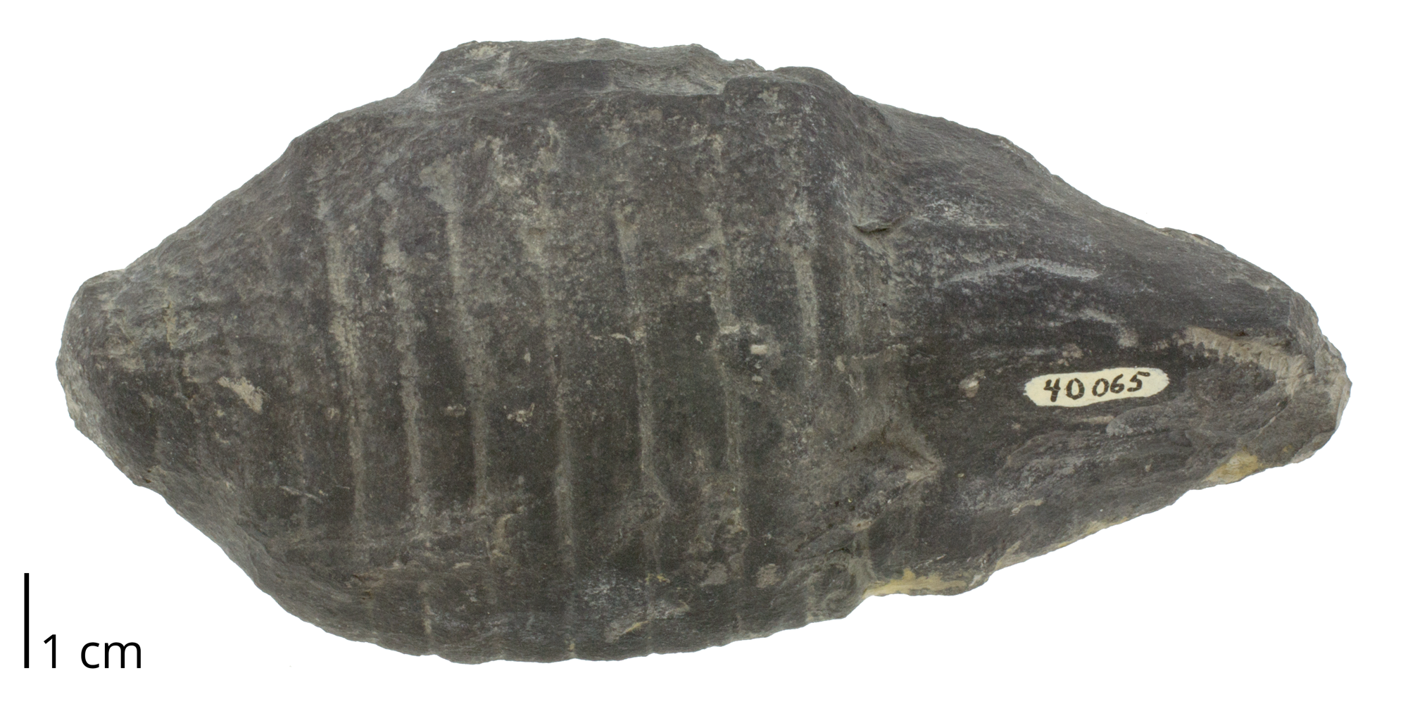Fossil cephalopod Acleistoceras fischeri from the Devonian Cherry Valley Limestone of Otsego County, New York. The shell of this species is a brevicone.