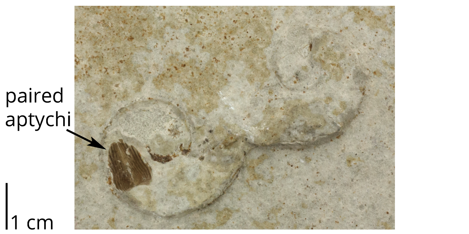 Paired aptychi preserved in the body chamber of an otherwise poorly preserved ammonoid (Lingulaticeras) from the Jurassic Solnhofen Limestone of Germany. Note the second ammonoid fossil to the right.