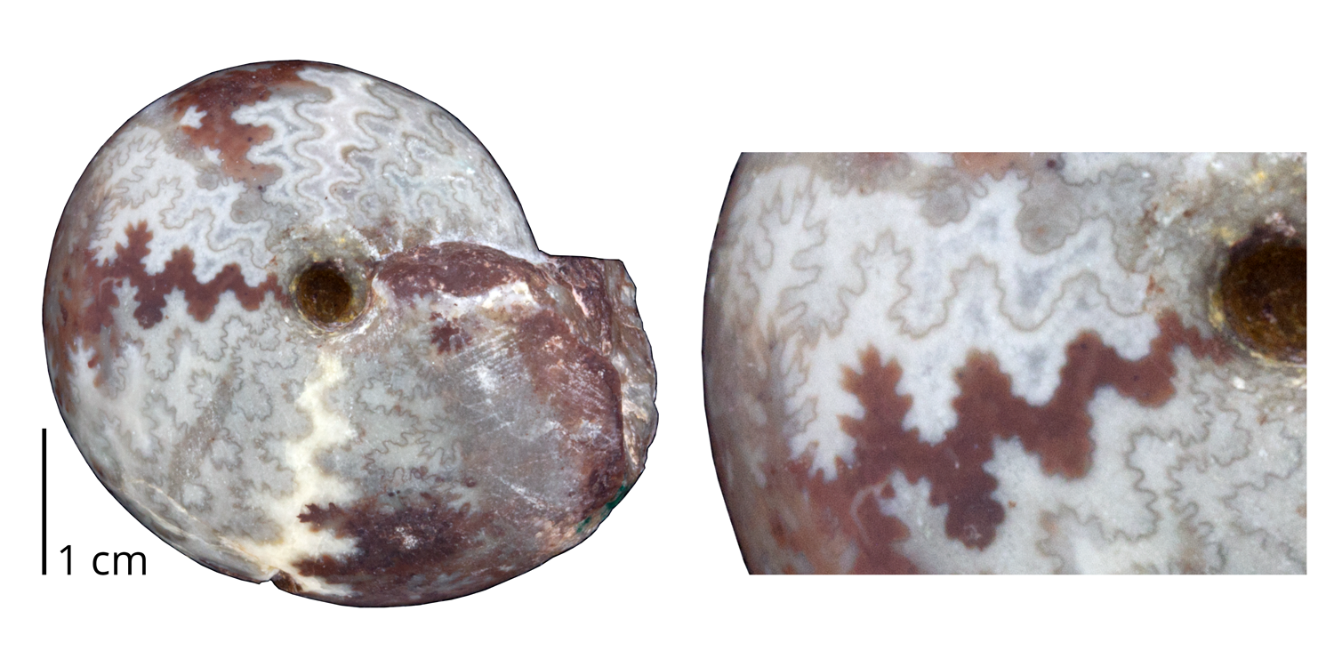 Ammonoite Arcestes pannonicus from the Triassic of Italy. This ammonoid is a rare example of a Triassic species with an ammonitic suture.