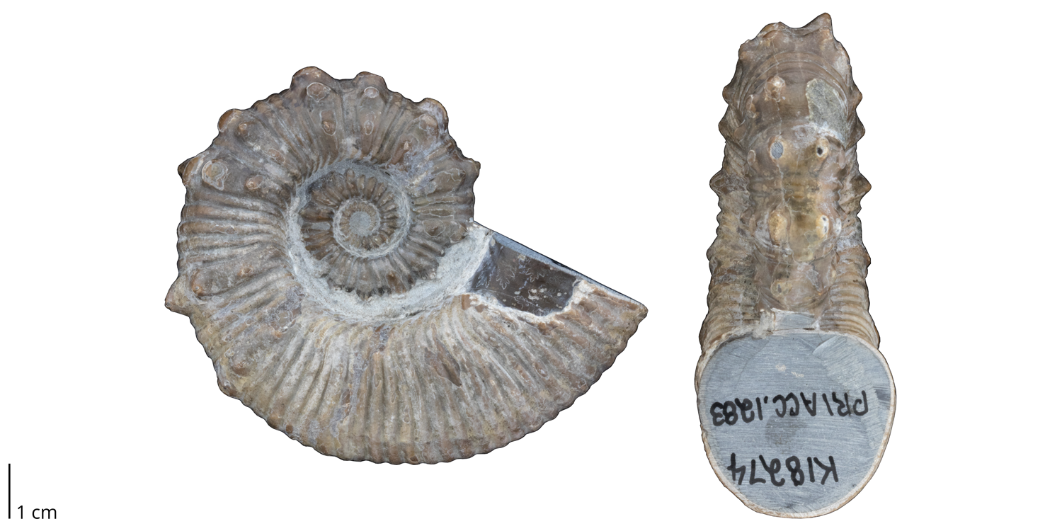 Heteromorph ammonite Australiceras jacki from the Cretaceous of Queensland, Australia. Note the presence of spines on the shell.