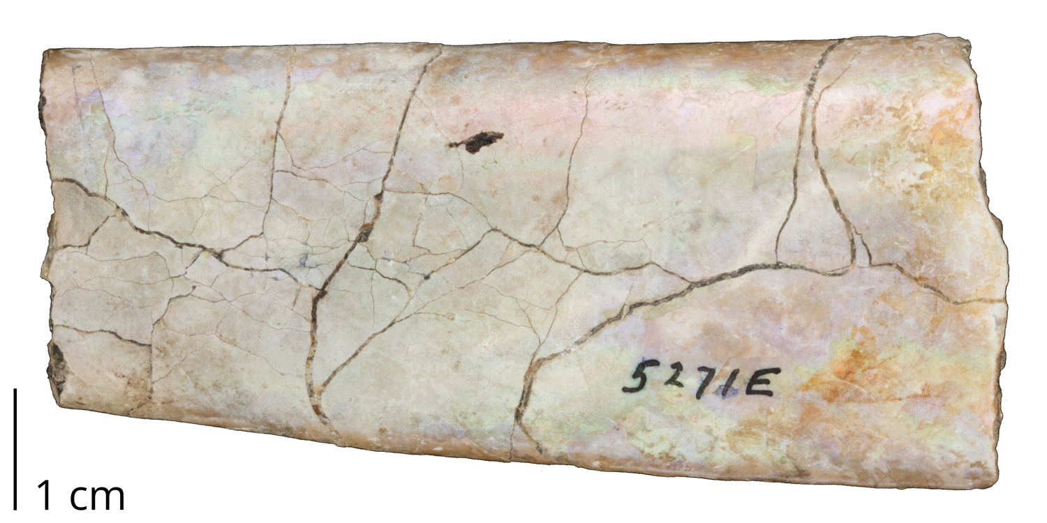 Fragment of Baculites sp. from the Cretaceous (locality unknown).