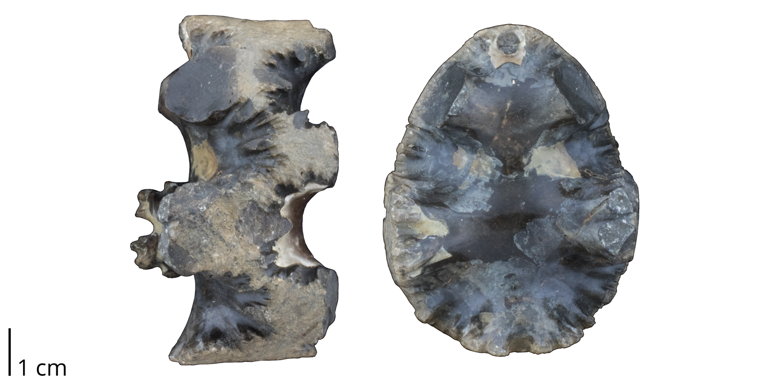 A fragment of Baculites sp. fromt he Cretaceous Pierre Shale of South Dakota. Specimen is an internal mold of a baculite chamber (i.e., sediment that filled a once empty space); very little original shell material (light colored) remains.