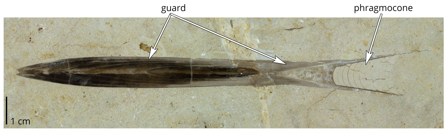 Belemnites hastatus from the Jurassic of Germany, showing details of the internal shell.