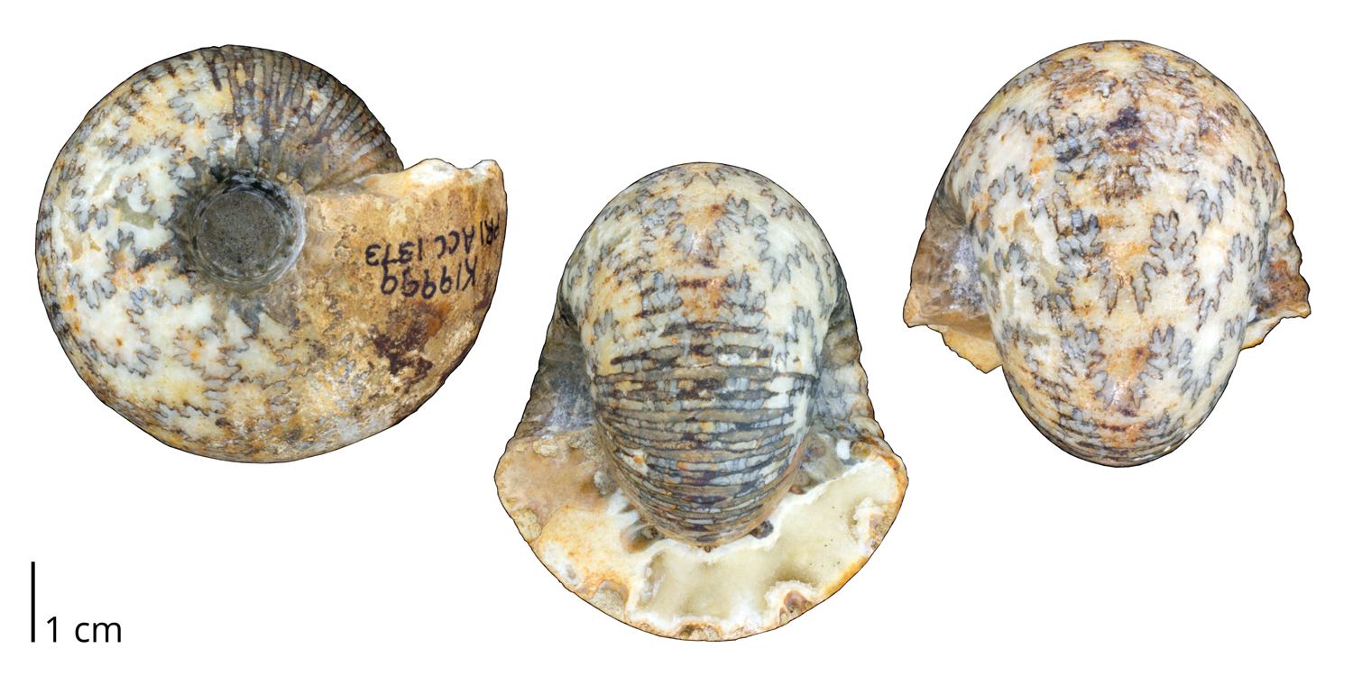 Ammonoite Cadoceras sublaevis from the Jurassic of central England. Note that the original shell is almost completely removed. 