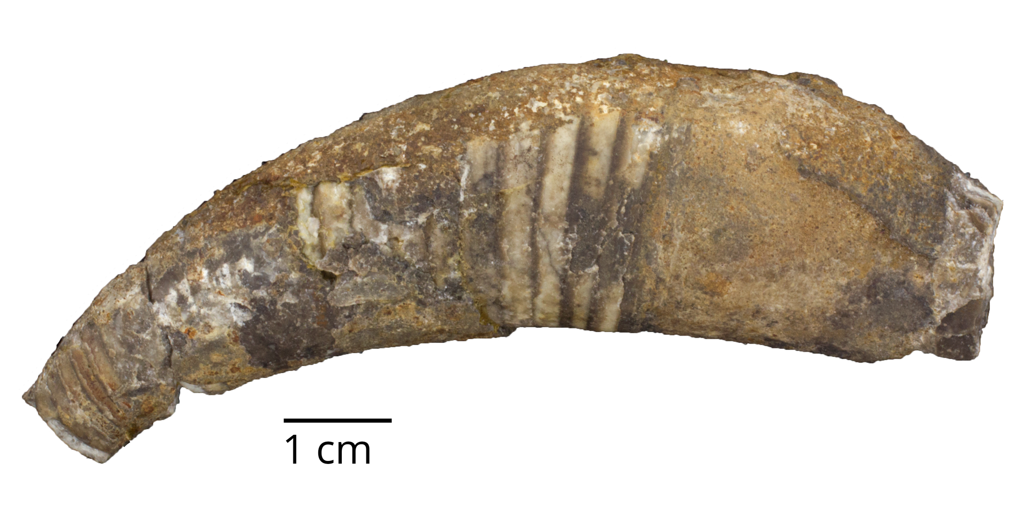 Fossil cephalopod Cyrtoceras aequale from Bohemia.
