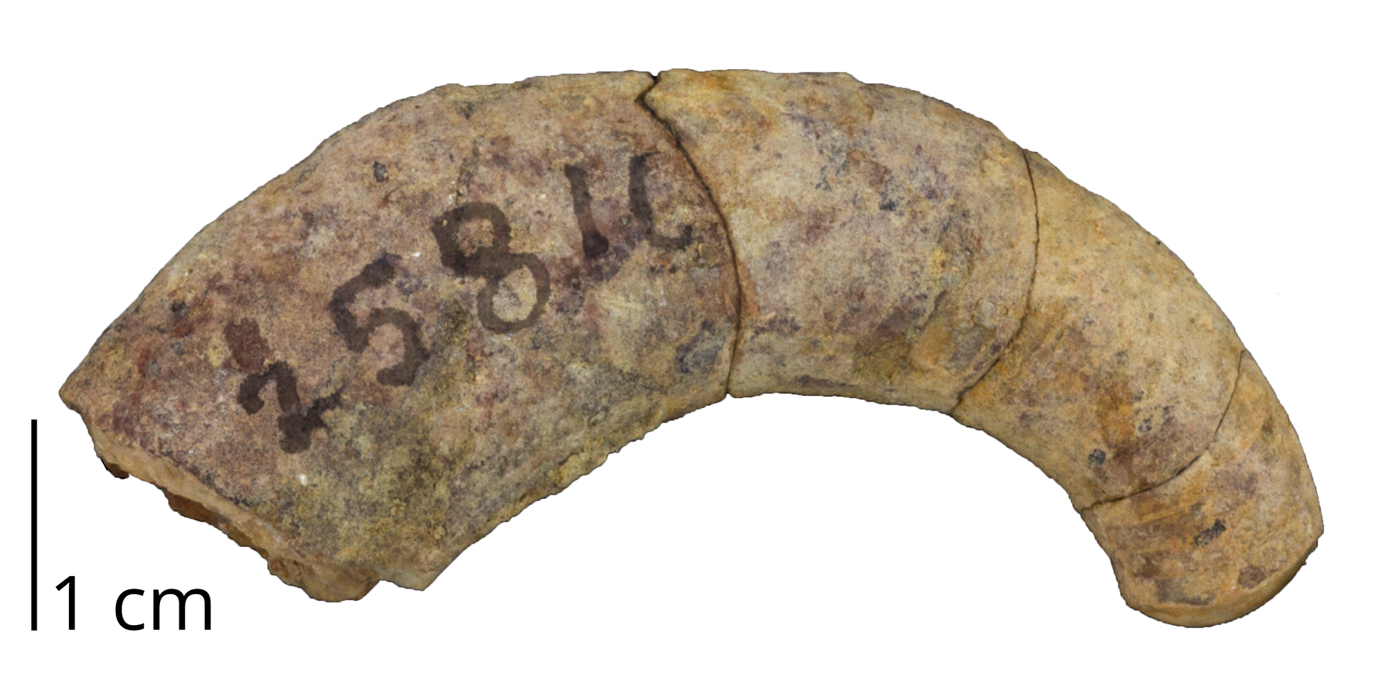 Fossil cephalopod Cyrtoceras circumflexum from Bohemia.