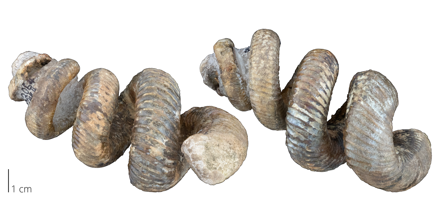 Uncoiled heteromorph ammonite Didymoceras otsukai from the Cretaceous period.