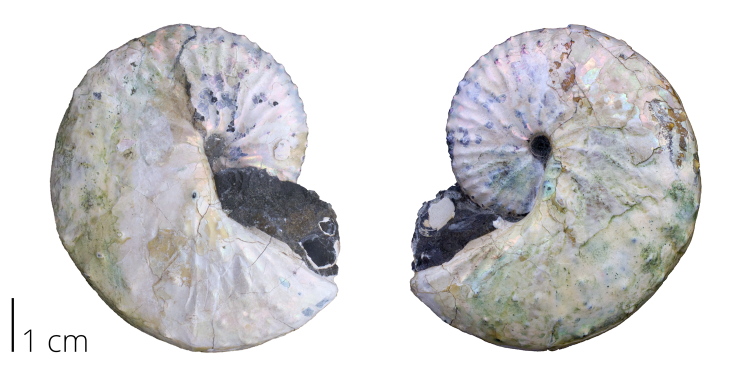 Heteromorph ammonite Discoscaphites conradi from the Cretaceous (Maastrichian) Fox Hills Formation of South Dakota. Note that the original shell exhibits an iridescent sheen and bears a couple of rows of spines.